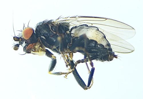 Apteromyia claviventris